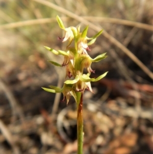 Corunastylis cornuta at Aranda, ACT - 31 Mar 2018