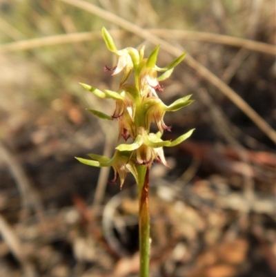 Corunastylis cornuta (Horned Midge Orchid) at Aranda, ACT - 30 Mar 2018 by CathB