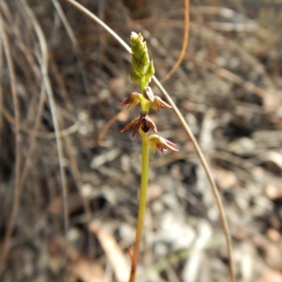 Corunastylis clivicola (Rufous midge orchid) at Aranda Bushland - 30 Mar 2018 by CathB