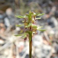 Corunastylis cornuta (Horned Midge Orchid) at Aranda Bushland - 31 Mar 2018 by CathB