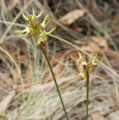 Corunastylis cornuta at Aranda, ACT - suppressed