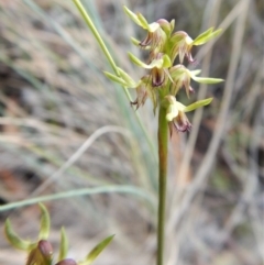 Corunastylis cornuta at Aranda, ACT - suppressed