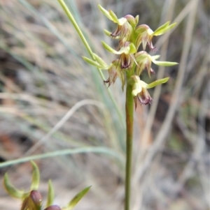 Corunastylis cornuta at Aranda, ACT - suppressed