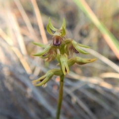 Corunastylis cornuta at Aranda, ACT - suppressed