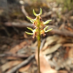 Corunastylis cornuta at Aranda, ACT - suppressed