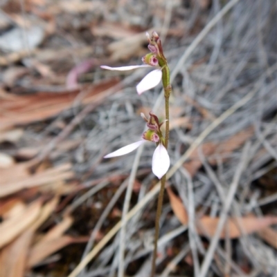 Eriochilus cucullatus (Parson's Bands) at Aranda Bushland - 31 Mar 2018 by CathB