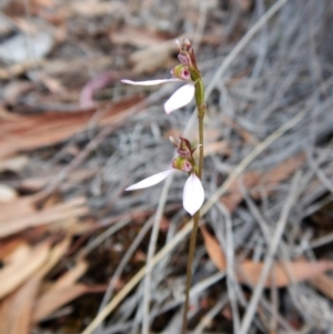 Eriochilus cucullatus at Aranda, ACT - 31 Mar 2018