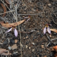 Eriochilus cucullatus at Aranda, ACT - 31 Mar 2018