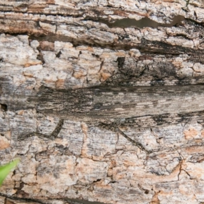 Coryphistes ruricola (Bark-mimicking Grasshopper) at Namadgi National Park - 6 Feb 2018 by SWishart