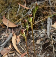 Speculantha rubescens (Blushing Tiny Greenhood) at Aranda Bushland - 31 Mar 2018 by CathB