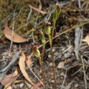 Speculantha rubescens at Aranda, ACT - suppressed