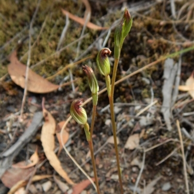 Speculantha rubescens (Blushing Tiny Greenhood) at Aranda Bushland - 31 Mar 2018 by CathB