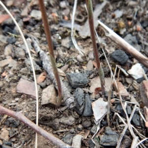 Speculantha rubescens at Aranda, ACT - 31 Mar 2018