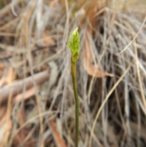 Corunastylis cornuta at Aranda, ACT - 31 Mar 2018