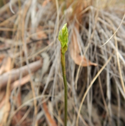 Corunastylis cornuta (Horned Midge Orchid) at Aranda, ACT - 31 Mar 2018 by CathB