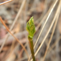 Corunastylis cornuta at Aranda, ACT - 31 Mar 2018