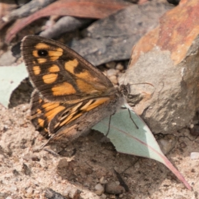 Geitoneura klugii (Marbled Xenica) at Namadgi National Park - 6 Feb 2018 by SWishart