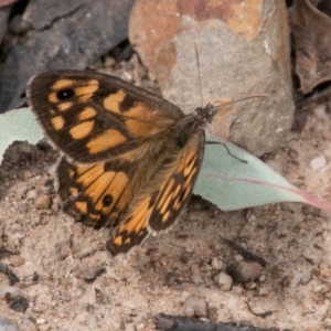 Geitoneura klugii at Rendezvous Creek, ACT - 6 Feb 2018