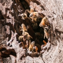 Apis mellifera (European honey bee) at Rendezvous Creek, ACT - 6 Feb 2018 by SWishart