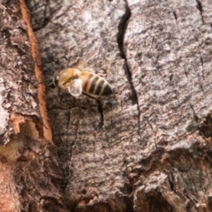 Apis mellifera at Rendezvous Creek, ACT - 6 Feb 2018