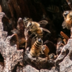 Apis mellifera at Rendezvous Creek, ACT - 6 Feb 2018