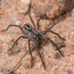 Lycosidae (family) (Unidentified wolf spider) at Namadgi National Park - 6 Feb 2018 by SWishart