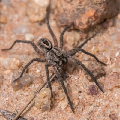 Lycosidae (family) (Unidentified wolf spider) at Rendezvous Creek, ACT - 6 Feb 2018 by SWishart