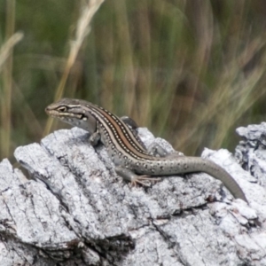 Liopholis whitii at Rendezvous Creek, ACT - 6 Feb 2018 11:52 AM