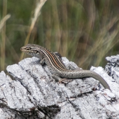 Liopholis whitii (White's Skink) at Rendezvous Creek, ACT - 6 Feb 2018 by SWishart