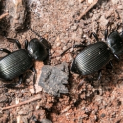 Cardiothorax monarensis (Darkling beetle) at Rendezvous Creek, ACT - 6 Feb 2018 by SWishart
