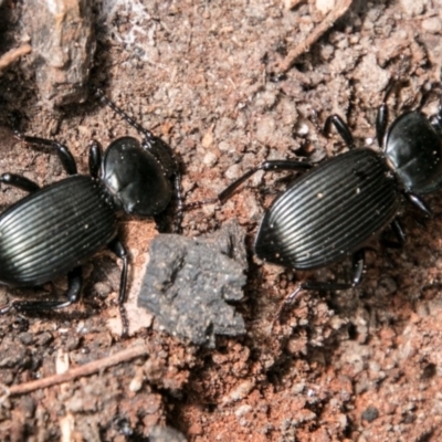 Cardiothorax monarensis (Darkling beetle) at Namadgi National Park - 6 Feb 2018 by SWishart