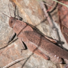 Goniaea carinata (Black kneed gumleaf grasshopper) at Rendezvous Creek, ACT - 6 Feb 2018 by SWishart