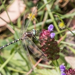 Synthemis eustalacta (Swamp Tigertail) at Namadgi National Park - 6 Feb 2018 by SWishart