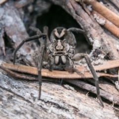 Lycosidae (family) (Unidentified wolf spider) at Namadgi National Park - 6 Feb 2018 by SWishart