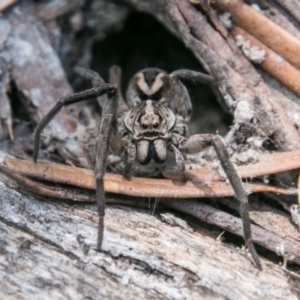 Lycosidae (family) at Rendezvous Creek, ACT - 6 Feb 2018 12:40 PM