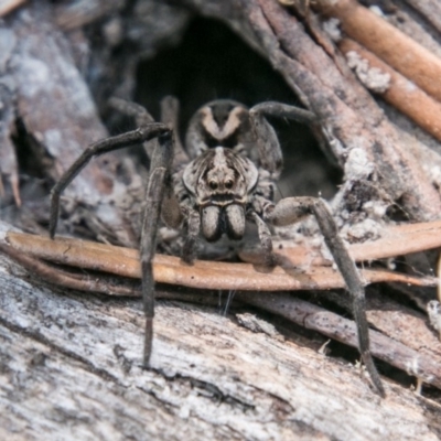 Lycosidae (family) (Unidentified wolf spider) at Rendezvous Creek, ACT - 6 Feb 2018 by SWishart