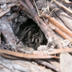 Lycosidae (family) at Rendezvous Creek, ACT - 6 Feb 2018 12:40 PM