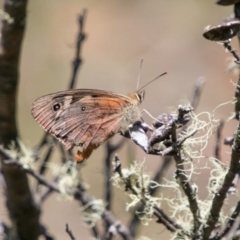 Heteronympha penelope (Shouldered Brown) at Namadgi National Park - 6 Feb 2018 by SWishart