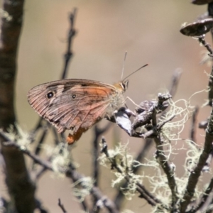 Heteronympha penelope at Rendezvous Creek, ACT - 6 Feb 2018