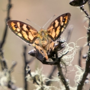 Heteronympha penelope at Rendezvous Creek, ACT - 6 Feb 2018