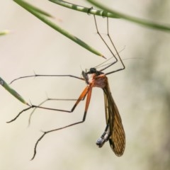 Harpobittacus australis (Hangingfly) at Rendezvous Creek, ACT - 6 Feb 2018 by SWishart