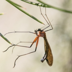 Harpobittacus australis at Rendezvous Creek, ACT - 6 Feb 2018