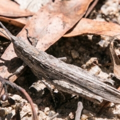 Coryphistes ruricola (Bark-mimicking Grasshopper) at Namadgi National Park - 6 Feb 2018 by SWishart