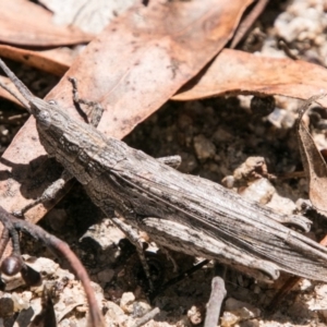 Coryphistes ruricola at Rendezvous Creek, ACT - 6 Feb 2018 01:18 PM