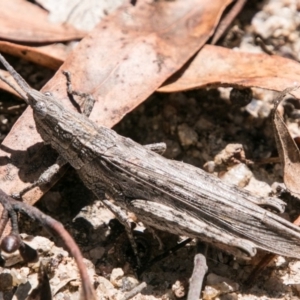Coryphistes ruricola at Rendezvous Creek, ACT - 6 Feb 2018