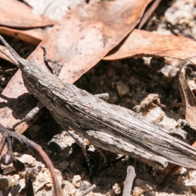 Coryphistes ruricola (Bark-mimicking Grasshopper) at Namadgi National Park - 6 Feb 2018 by SWishart