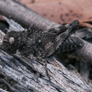 Gastrimargus musicus at Rendezvous Creek, ACT - 6 Feb 2018 02:07 PM