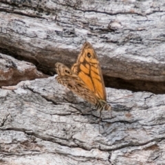 Geitoneura acantha (Ringed Xenica) at Namadgi National Park - 6 Feb 2018 by SWishart