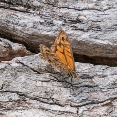 Geitoneura acantha (Ringed Xenica) at Rendezvous Creek, ACT - 6 Feb 2018 by SWishart