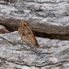 Geitoneura acantha at Rendezvous Creek, ACT - 6 Feb 2018